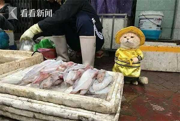 厉害！越南这只叫狗的猫，是整片菜市场当之无愧的“王” - 1