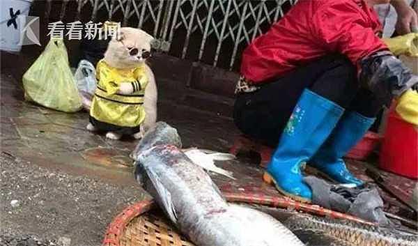 厉害！越南这只叫狗的猫，是整片菜市场当之无愧的“王” - 2