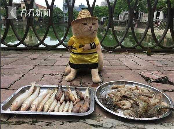 厉害！越南这只叫狗的猫，是整片菜市场当之无愧的“王” - 3