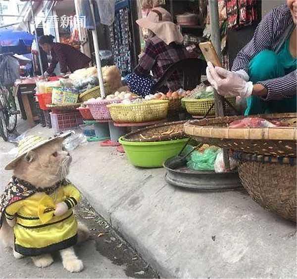 厉害！越南这只叫狗的猫，是整片菜市场当之无愧的“王” - 4