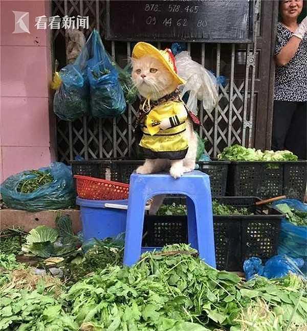 厉害！越南这只叫狗的猫，是整片菜市场当之无愧的“王” - 5