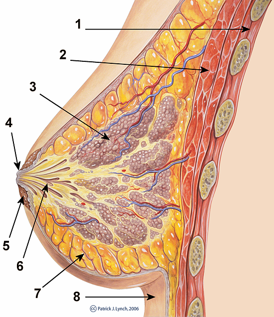 女性乳房的纵切面，标号的组织分别为：1.胸腔壁 2.胸大肌 3.乳腺小叶 4.乳头 5.乳晕 6.乳管 7.脂肪组织 8.皮肤