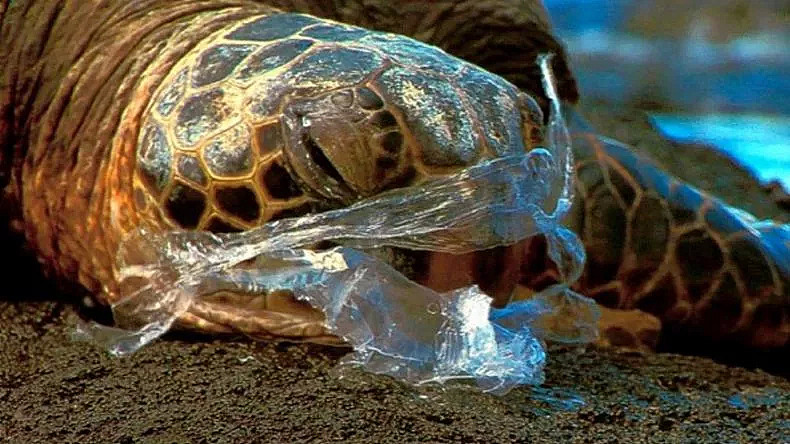 墨尔本要永久禁塑了！华人常用的塑料瓶、塑料袋、吸管统统都要禁！生活真要发生大变了… - 30