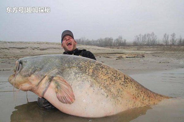男子钓到巨型鲶鱼，体长2.6米，重达260斤，打破垂钓纪录 - 2