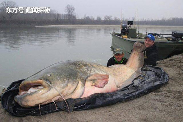 男子钓到巨型鲶鱼，体长2.6米，重达260斤，打破垂钓纪录 - 1