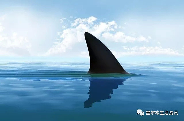 69岁澳洲大爷海边游泳,迎面出现一条鲨鱼，他却呆在原处静静等待鲨鱼张开血盆大口... - 3