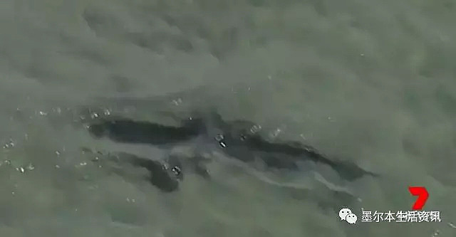 69岁澳洲大爷海边游泳,迎面出现一条鲨鱼，他却呆在原处静静等待鲨鱼张开血盆大口... - 4