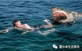 69岁澳洲大爷海边游泳,迎面出现一条鲨鱼，他却呆在原处静静等待鲨鱼张开血盆大口... - 6