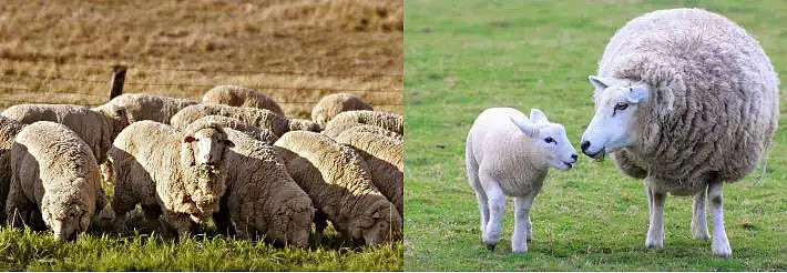 ABARES农业展望报告出炉 羊毛水果领涨前景可期 - 4
