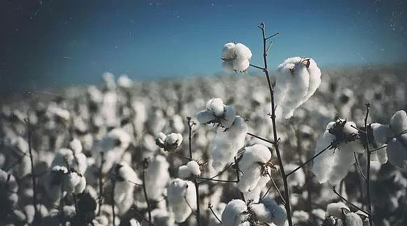ABARES农业展望报告出炉 羊毛水果领涨前景可期 - 5