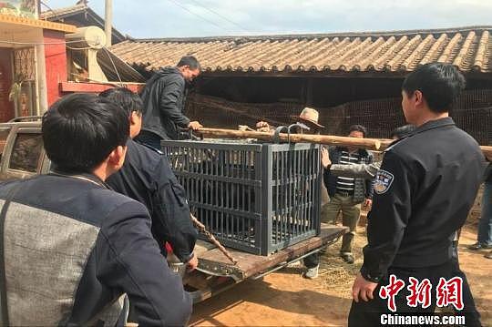 云南丽江一村民误把熊当狗养了3年发现后被没收