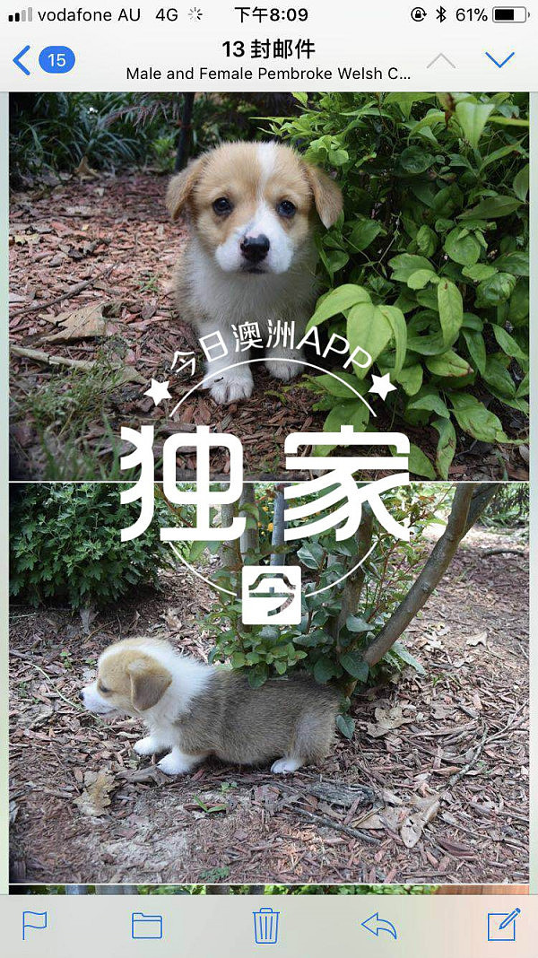 “母女车祸一死一伤！”中国留学生买狗，网遇“超悲惨”卖家！骗子因一个细节露出马脚…（组图） - 2