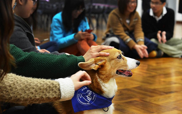 dog-with-chinese-students-1024x640.jpg,0