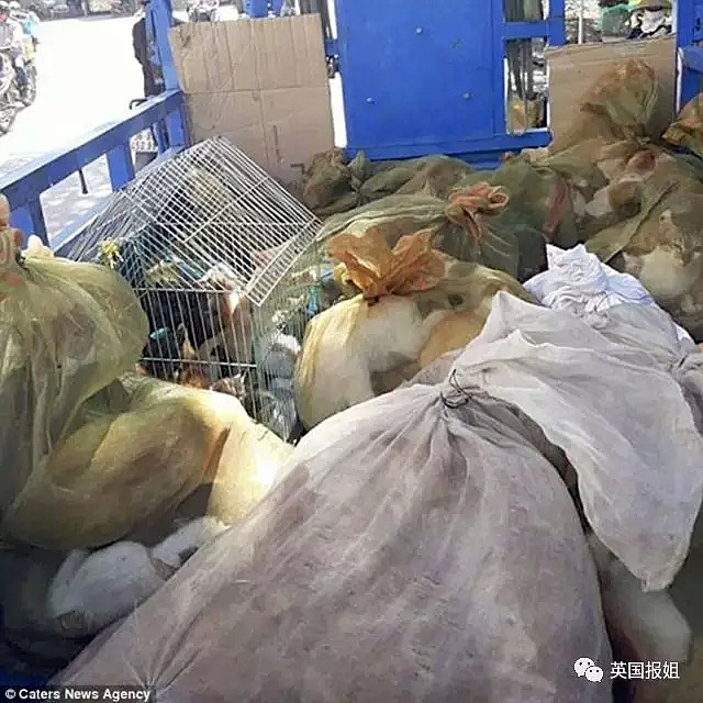 活剥溺死，揭秘越南血淋淋的猫肉市场.... - 8