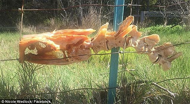 Residents were left baffled by the arrival of a freaky-looking skeleton on a fence in Sydney's Northern Beaches
