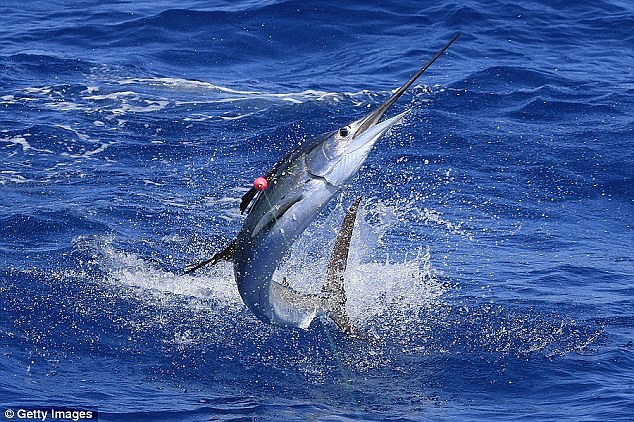 The billfish are commonly found in tropical and sub-tropical waters and is found off Australia as the black marlin