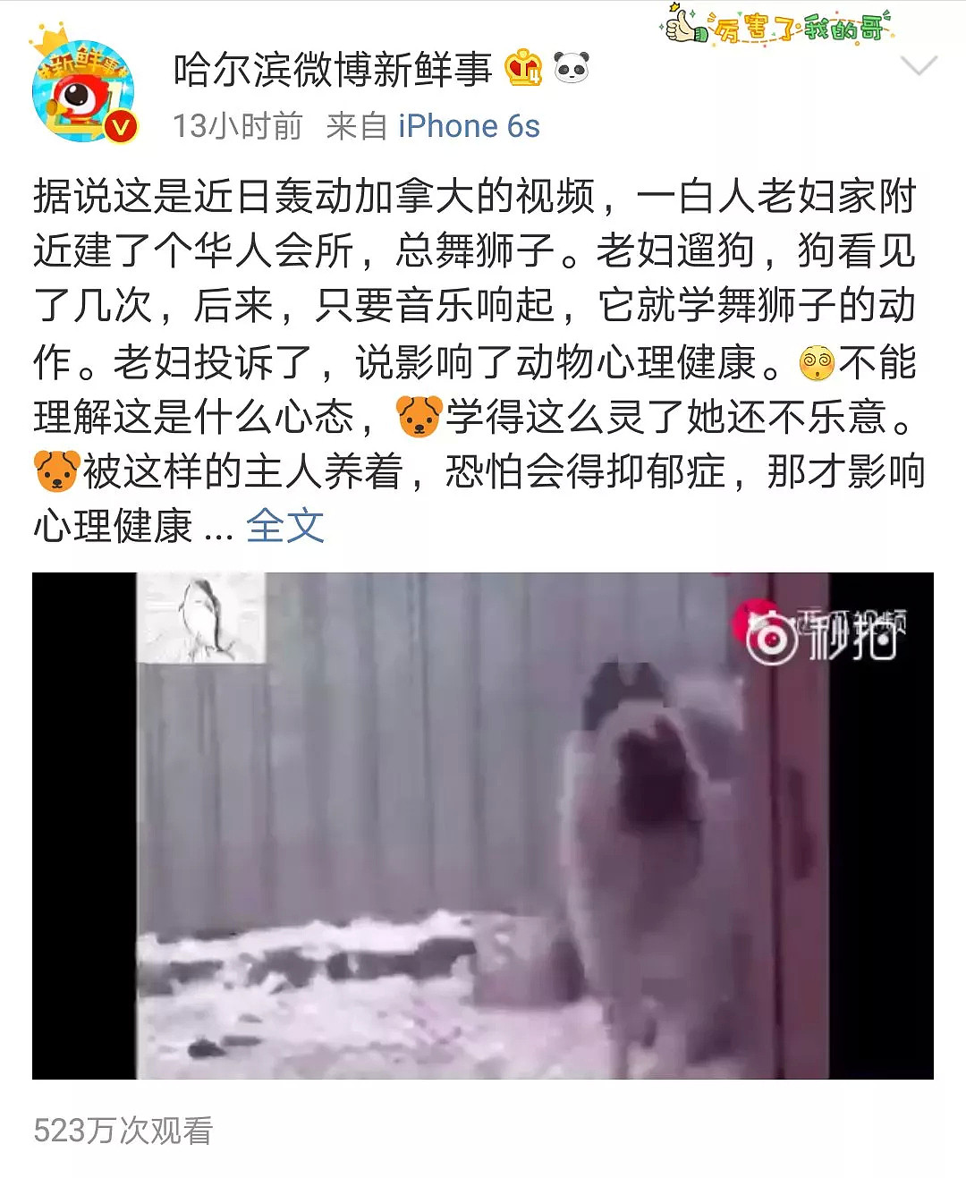 华人会所舞狮弄疯白人老太的狗！加拿大最轰动视频都火到中国了…（视频/组图） - 7
