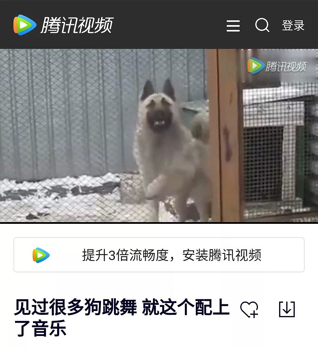 华人会所舞狮弄疯白人老太的狗！加拿大最轰动视频都火到中国了…（视频/组图） - 11