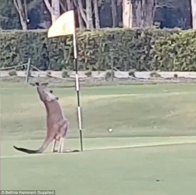 A confused kangaroo tried to start a fight with a flagpole on a Queensland golf course yesterday afternoon