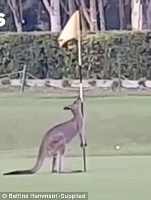 In the footage, the roo sidles up to the flagpole and inconspicuously begins to sniff before glancing to the left