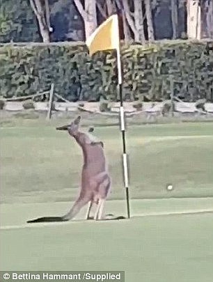 The roo then takes a big lean back on its hind legs before steeling itself for a mid-air fist-fight with the flag