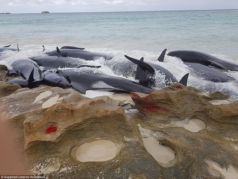 More than 150 whales are stranded and 75 are estimated to be dead on Hamelin Bay, 10km north of Augusta on the Western Australia coast