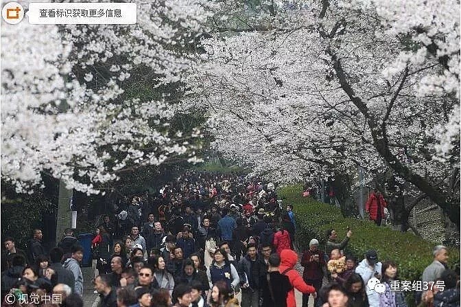 武大“樱花劫”：人造“樱花雨”被网友谴责，校方曝光赏花不雅照（视频） - 1