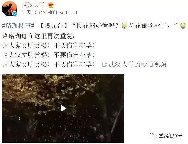 武大“樱花劫”：人造“樱花雨”被网友谴责，校方曝光赏花不雅照（视频） - 2