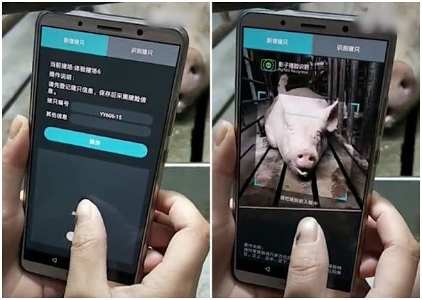 中国简直逆天！竟然有了“猪脸识别系统”（图） - 1