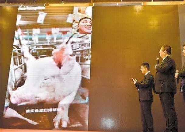 中国简直逆天！竟然有了“猪脸识别系统”（图） - 2