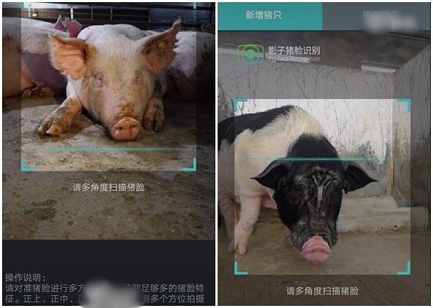 中国简直逆天！竟然有了“猪脸识别系统”（图） - 3