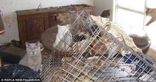 A 2015 discovery at a home in New England led to 43 cats being put down