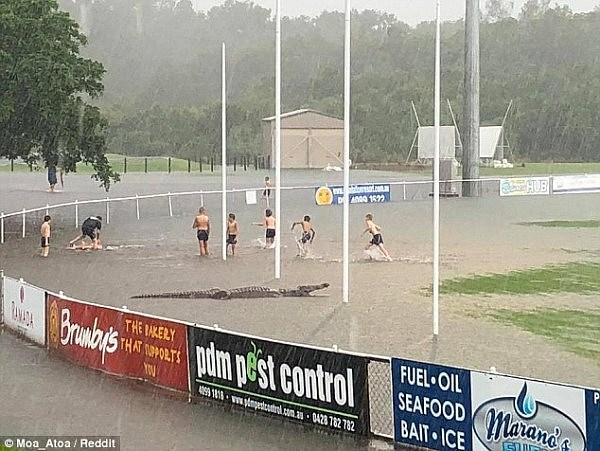 OMG！昆州暴雨将球场淹没 水中竟出现一条巨鳄 周边儿童却浑然不知（图） - 1