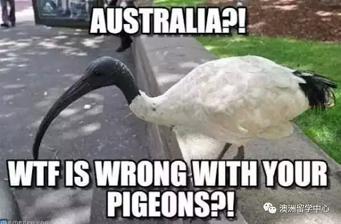 欧洲人是怎么吐槽澳洲的？哈哈哈哈哈哈，非常爆笑了… - 4