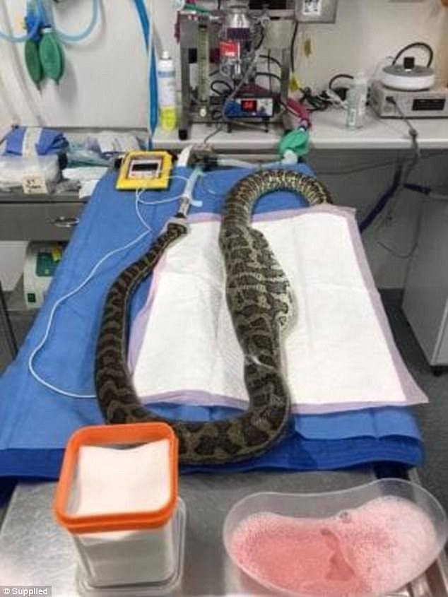 A slipper has been removed from the stomach of a 2m carpet python by a Queensland vet via a 45cm incision