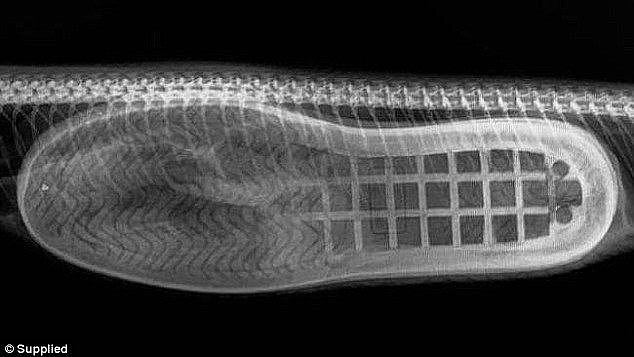 Mr Llinas said despite X-ray images being taken (pictured) it was clear the foreign object was a slipper because he could see its outline in the snake's stomach