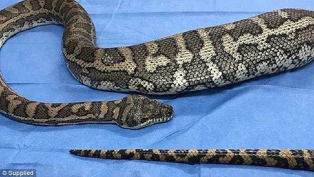 This was not the first unusual object the vet has removed from snakes. 'I had a pillow case removed from a black-headed python, and just a few months ago,' Mr Llinas said