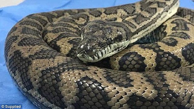 The lost shoe was removed from the stomach of a 2m carpet python (stock image)