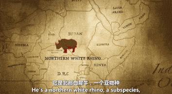 世界上最后一头雄性北白犀牛走了，我们结束了它们5000万年的历史，却还没来得及看它一眼（组图+视频） - 1