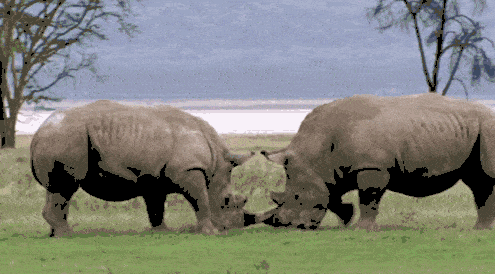 世界上最后一头雄性北白犀牛走了，我们结束了它们5000万年的历史，却还没来得及看它一眼（组图+视频） - 2