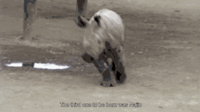 世界上最后一头雄性北白犀牛走了，我们结束了它们5000万年的历史，却还没来得及看它一眼（组图+视频） - 15