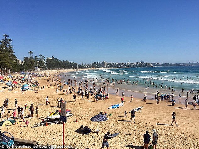 Northern Beaches Mayor Michael Regan said so much seaweed had washed up due to 'large swells over the last couple of weeks'