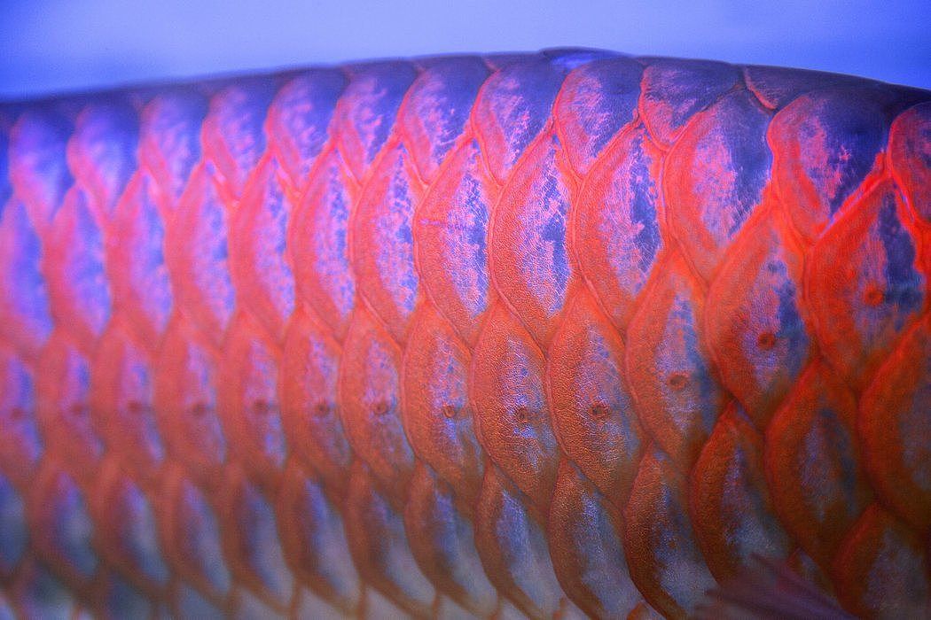 育种者利用DNA技术来创造出“完美”的龙鱼，粉色霓虹灯成了水箱里的常见装置，用以增强鱼的红色。