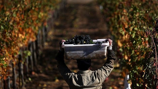 A field worker with Palo Alto Vineyard Management carries a bucket of freshly picked Syrah grapes during a harvest operation on October 25, 2017