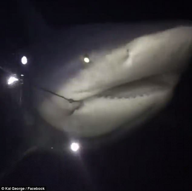 The shark was measured to be 3.28 metres before being released back into the water