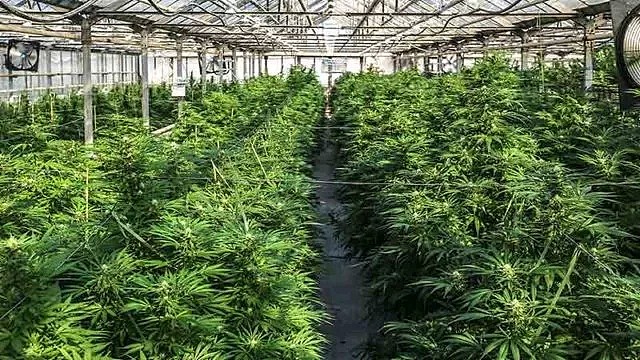 医用大麻公司MGC获马耳他政府建厂合约 - 1