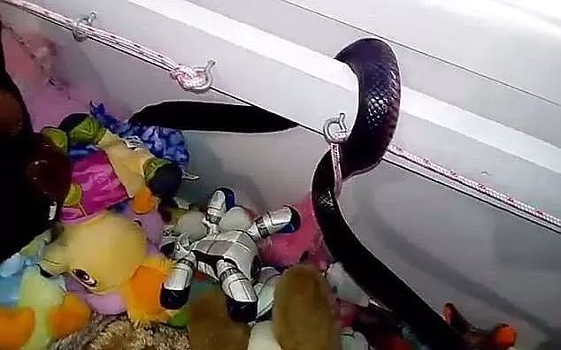 可怕！悉尼男子在女儿卧室里发现巨型蟒蛇！网友：有什么大惊小怪的！ - 8