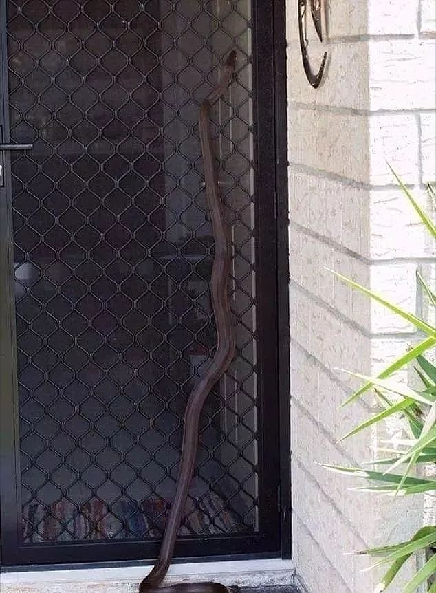 可怕！悉尼男子在女儿卧室里发现巨型蟒蛇！网友：有什么大惊小怪的！ - 10