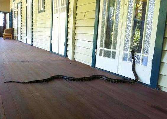 可怕！悉尼男子在女儿卧室里发现巨型蟒蛇！网友：有什么大惊小怪的！ - 11
