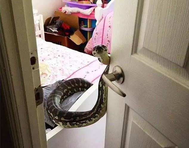 可怕！悉尼男子在女儿卧室里发现巨型蟒蛇！网友：有什么大惊小怪的！ - 12